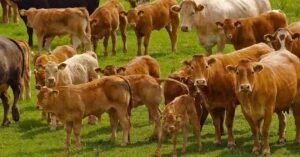 Livestock Bill 2024
