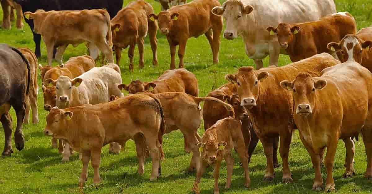 Livestock Bill 2024